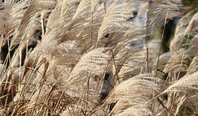 Provoking China Again: Macedonia’s Unlearned Lessons – CounterPunch.org