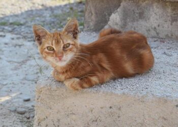 Portugal Joins Spain, Greece, Albania, Estonia and North Macedonia as European Countries Offering Less-Crowded, Experience-Rich Destinations for a Remarkable 2026 Escape – Travel And Tour World