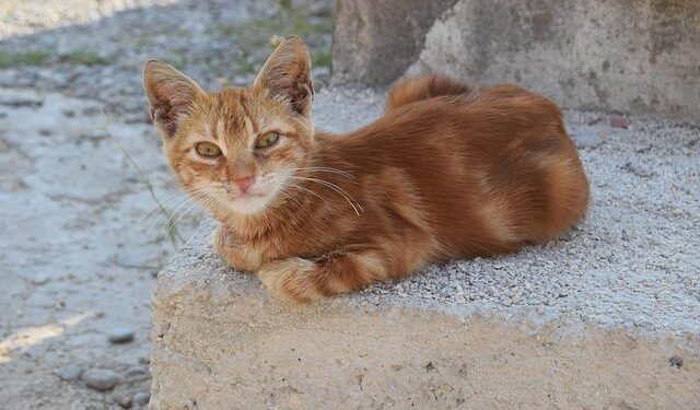 Portugal Joins Spain, Greece, Albania, Estonia and North Macedonia as European Countries Offering Less-Crowded, Experience-Rich Destinations for a Remarkable 2026 Escape – Travel And Tour World