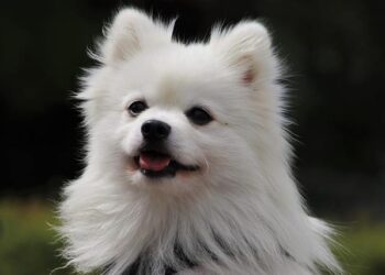 Discover Iceland’s Hidden Winter Wonders: Chase the Northern Lights, Explore Glacial Ice Caves, and Experience the Ultimate Adventure in a Magical Winter Paradise! – Travel And Tour World