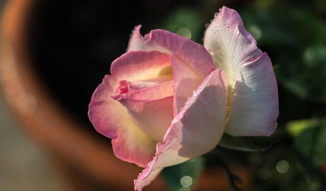 Princess Charlene of Monaco Wore One of Kate Middleton’s Favorite Designers – Town & Country Magazine