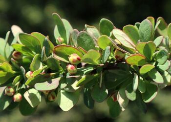 Jared Kushner’s firm scraps hotel project amid indictments in Serbia – Yahoo