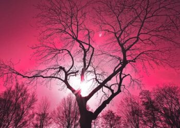 How pink skies and a remote Icelandic town changed Humbe’s new album – Los Angeles Times