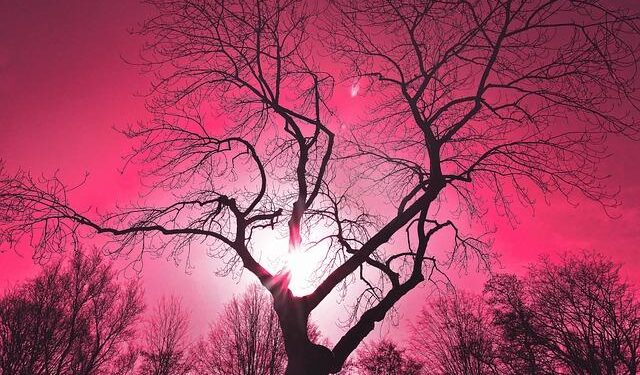 How pink skies and a remote Icelandic town changed Humbe’s new album – Los Angeles Times