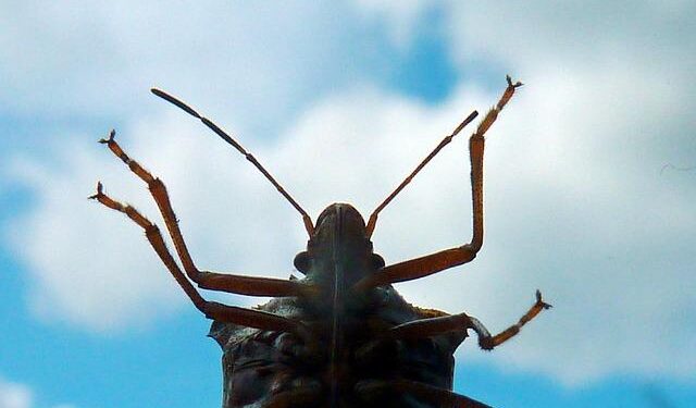 Elias Deplazes | Social worker | Liechtenstein – EEAS