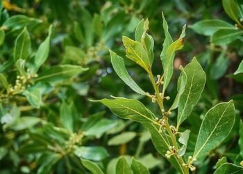 Nuno Loureiro: MIT professor from Portugal shot at home dies, police say – BBC