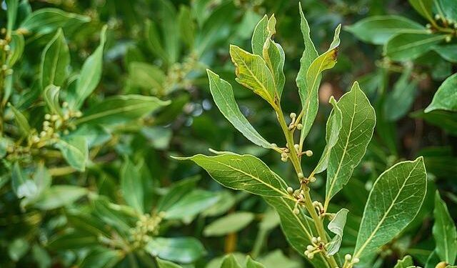 Nuno Loureiro: MIT professor from Portugal shot at home dies, police say – BBC