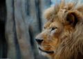 Lion and bear kept as pets in Albania find new homes in German wildlife sanctuaries – Oskaloosa Herald