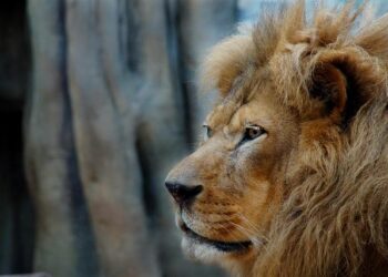 Lion and bear kept as pets in Albania find new homes in German wildlife sanctuaries – Oskaloosa Herald