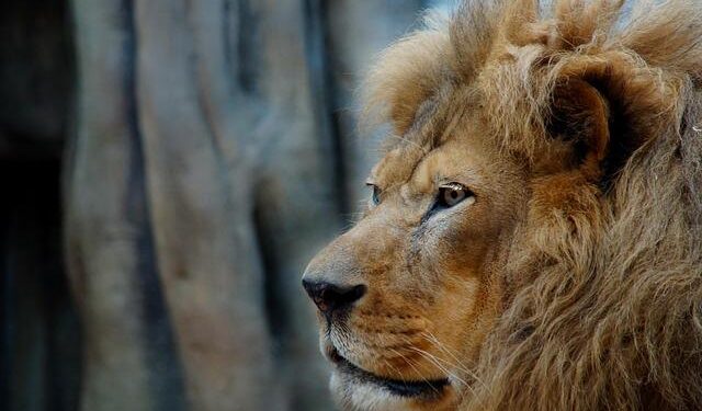 Lion and bear kept as pets in Albania find new homes in German wildlife sanctuaries – Oskaloosa Herald