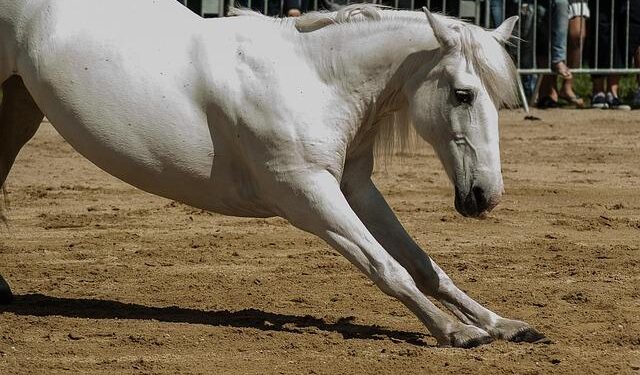 New States of Guernsey standards chief takes up role – BBC