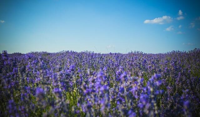 Moldova defies Russia by re-electing its pro-European government – The Economist