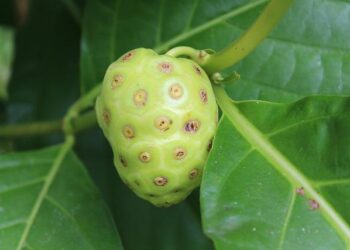 At Noni, Fine Dining Meets Family Tradition In Malta’s Ancient Capital – Forbes