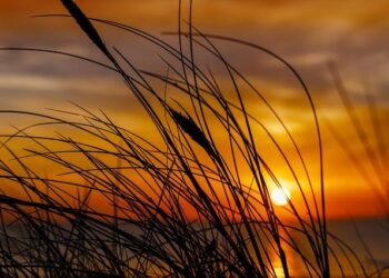 Denmark summons U.S. ambassador after Trump names Greenland envoy – upi.com