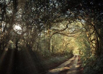 United Kingdom – Coronavirus Pandemic Country Profile – Our World in Data