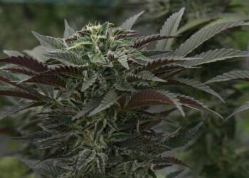 NJ’s medical marijuana program enrollment dropped in 2025 – New Jersey Monitor