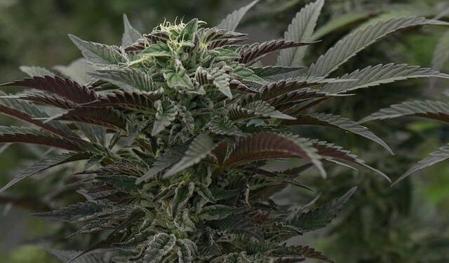 NJ’s medical marijuana program enrollment dropped in 2025 – New Jersey Monitor