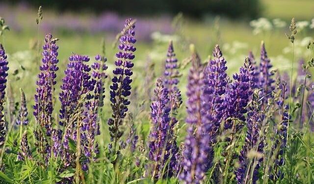 Lithuania Warns Crypto Firms: No License, No Business After December 31 – Coinpaper