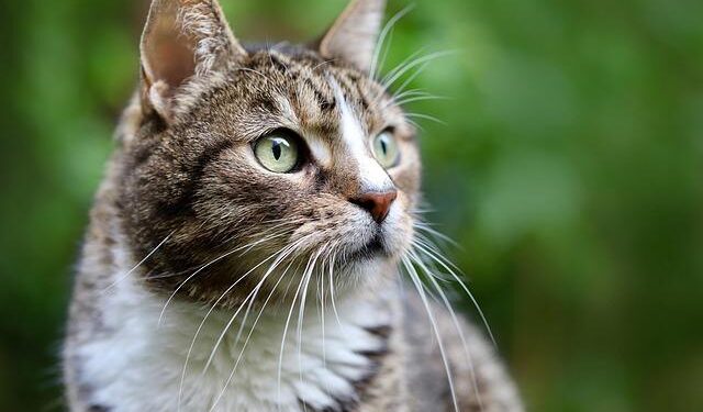 Commission concerned about mackerel arrangement between the UK, Norway, Iceland and the Faroe Islands – European Commission