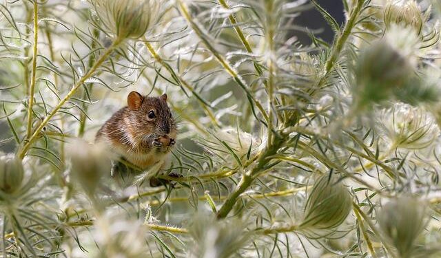 Rats taught to shoot classic video game demons by Hungarian scientists – TVP World