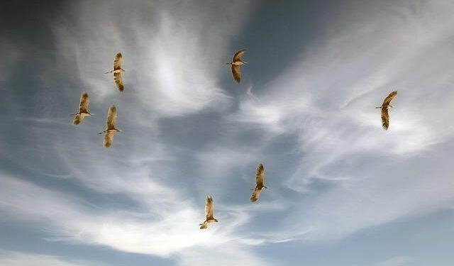 Rights advocates raise concern over migrants’ rights in Bosnia and Herzegovina amid ‘return hub’ plan – Jurist.org