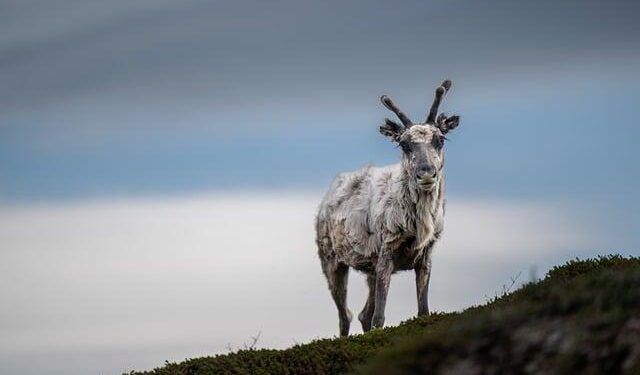 Pre-match Netherlands vs Norway – International Friendly 2026 – BeSoccer