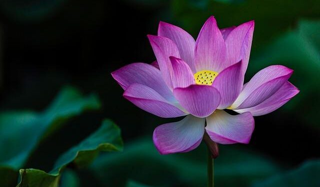 2025 Isle of Man TT Results (Updated) – Cycle News