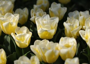 Outcry in the Netherlands after U.S. removes panels honoring Black WWII soldiers – Face2Face Africa