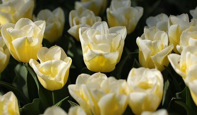 Outcry in the Netherlands after U.S. removes panels honoring Black WWII soldiers – Face2Face Africa