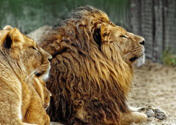 Netherlands upsets Croatia; Hungary beats Turkey in 37-goal match – Total Waterpolo