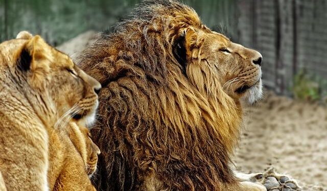 Netherlands upsets Croatia; Hungary beats Turkey in 37-goal match – Total Waterpolo