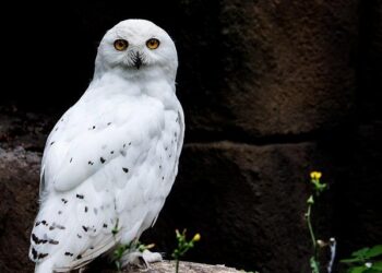 Snowy Owl declared extinct in Sweden after decade without breeding – BirdGuides