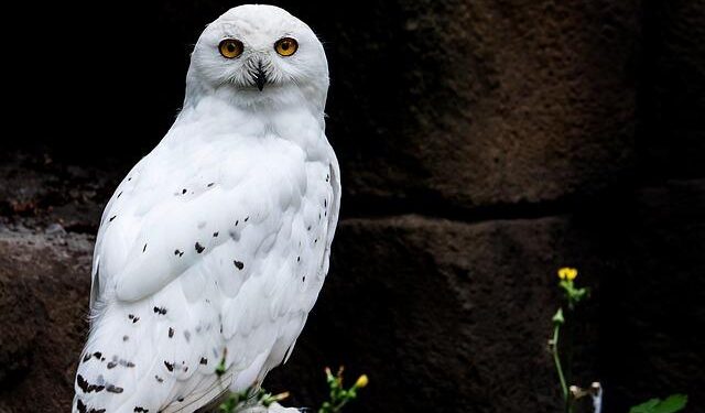 Snowy Owl declared extinct in Sweden after decade without breeding – BirdGuides