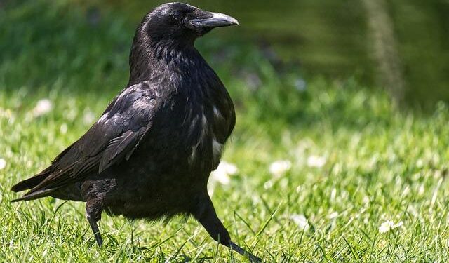 Ravens drop monster Lamar Jackson injury update – sportingnews.com