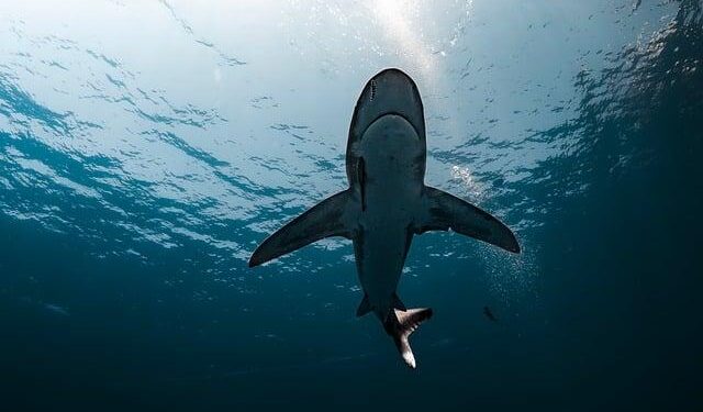 Deep-sea mining to support green transition? The Norwegian paradox – polarjournal.net