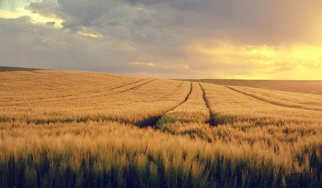 How to watch today’s Belgium vs Liechtenstein World Cup Qualification UEFA game: Live stream, TV channel, and start time – Goal.com