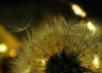 Persistent snowfall and ice disrupt traffic in the Netherlands – Xinhua