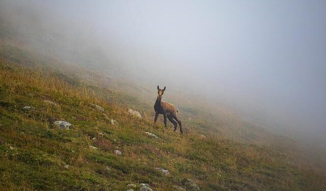 Bulgaria adopts euro amid celebration and anxiety over inflation – Al Jazeera