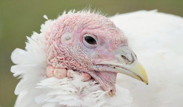 Türkiye expects YPG to comply with March 10 deal in Syria: FM Fidan – TRT World