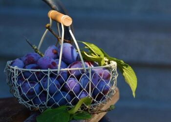 Valencia Basket v MoraBanc Andorra – Courtside 1891