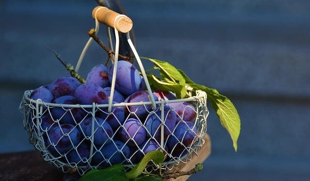 Valencia Basket v MoraBanc Andorra – Courtside 1891