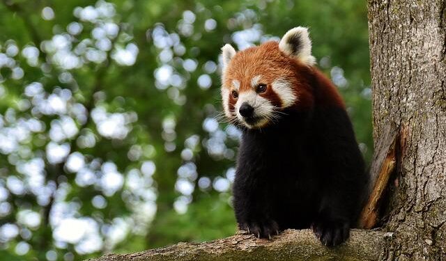 Bears’ Mateiko named to Latvia’s Olympic roster – fox43.com