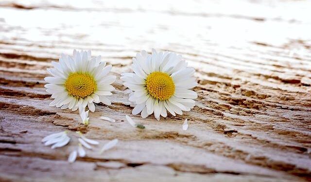 A retrospective in The Netherlands will commemorate 40 years of photographic duo Inez & Vinoodh – FashionNetwork USA