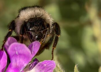 Mensik downs Ruud in Top 20 showdown, seals Czechia’s win vs. Norway – ATP Tour