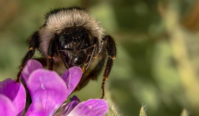 Mensik downs Ruud in Top 20 showdown, seals Czechia’s win vs. Norway – ATP Tour