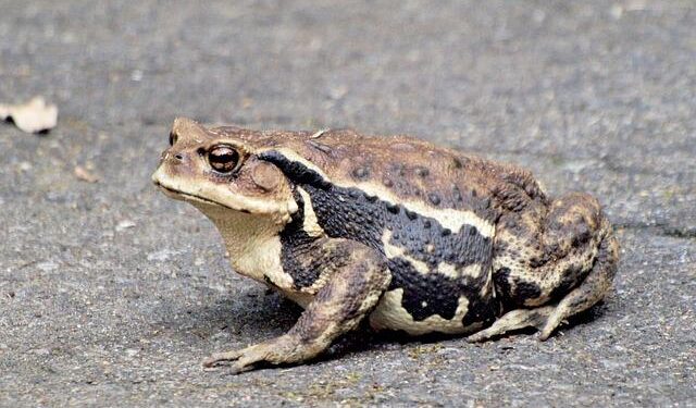 ‘Hitman who claimed he was a beekeeper’ to be extradited to Albania after being accused of ordering man’s murder in blood feud – Daily Mail