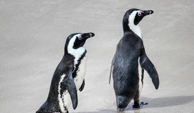 Penguins, seals and colonies: 5 mind-boggling tariffs in Trump’s ‘liberation’ plan – politico.eu