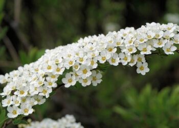 Spierings eLift for Ireland – Vertikal