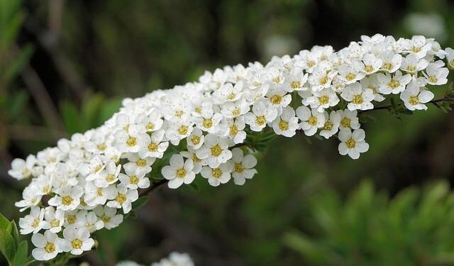 Spierings eLift for Ireland – Vertikal