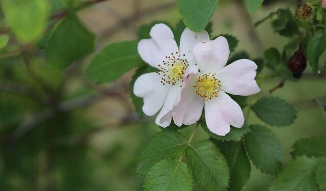 Anatol Vaitsyakhouski calmly arrived in Belarus by regular bus – Наша Ніва